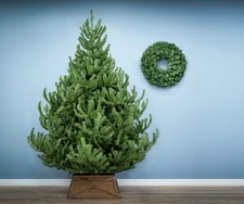 Christmas Tree World | The